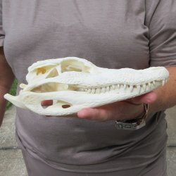 9" Alligator S...