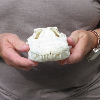 9" Alligator Skull 