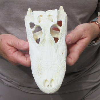 9" Alligator Skull 