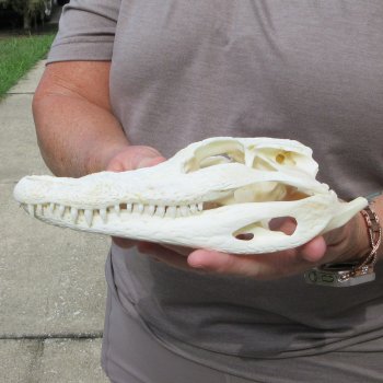 9" Alligator Skull 