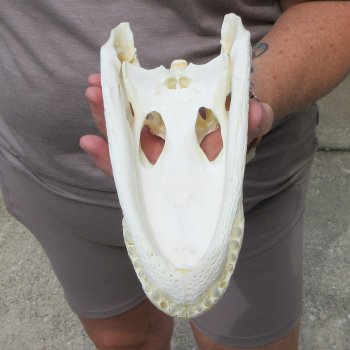 9" Alligator Skull 