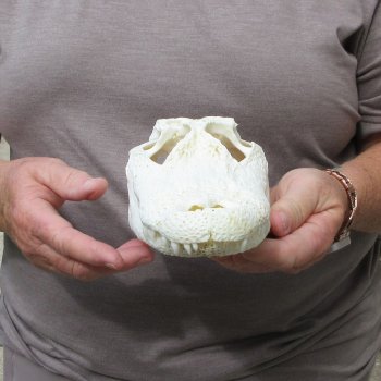 9-1/2" Alligator Skull 