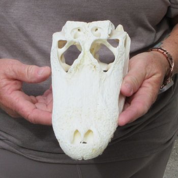 9-1/2" Alligator Skull 