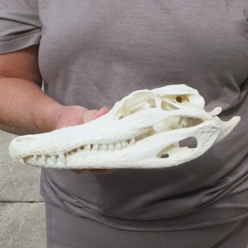 9-1/2" Alligator Skull 