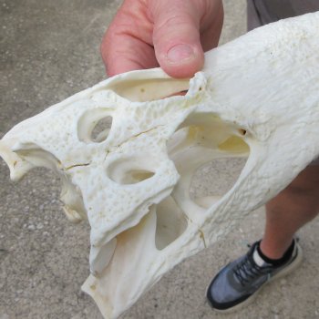 9-1/2" Alligator Skull 