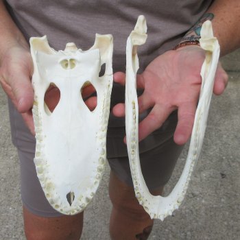 9-1/2" Alligator Skull 