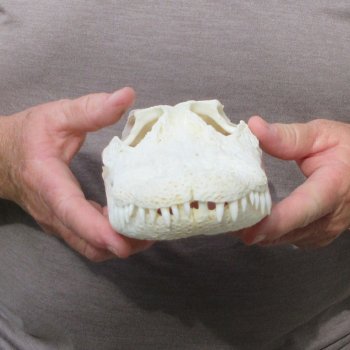 9-1/2" Alligator Skull 