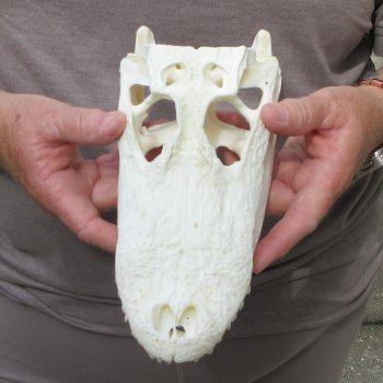 9-1/2" Alligator Skull 