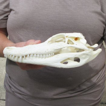 9-1/2" Alligator Skull 