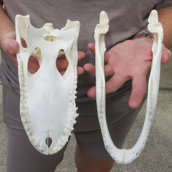 9-1/2" Alligator Skull 
