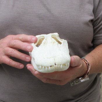 9-1/2" Alligator Skull 
