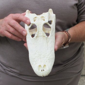 9-1/2" Alligator Skull 