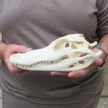 9-1/2" Alligator Skull 