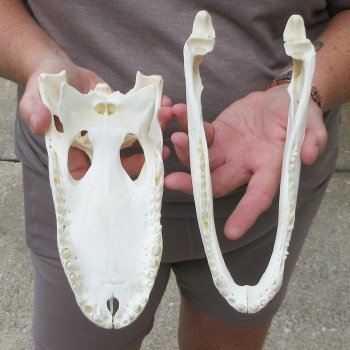9-1/2" Alligator Skull 