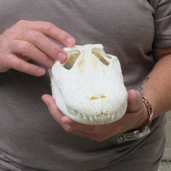 9-1/2" Alligator Skull 