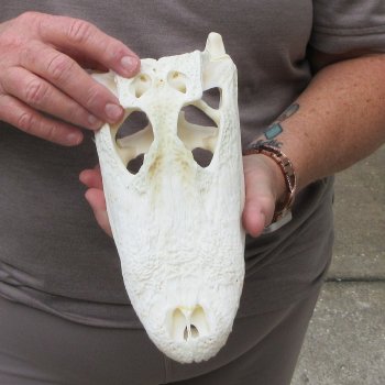 9-1/2" Alligator Skull 