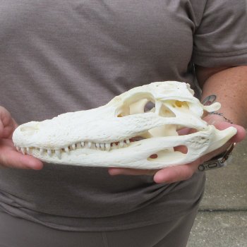 9-1/2" Alligator Skull 