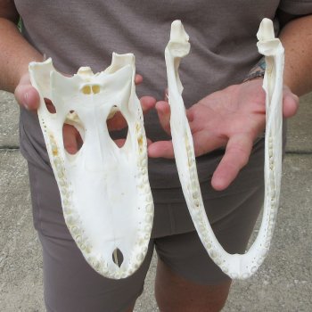9-1/2" Alligator Skull 