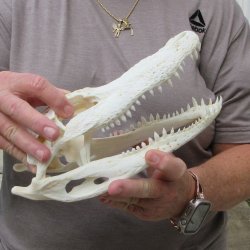 10" Alligator ...