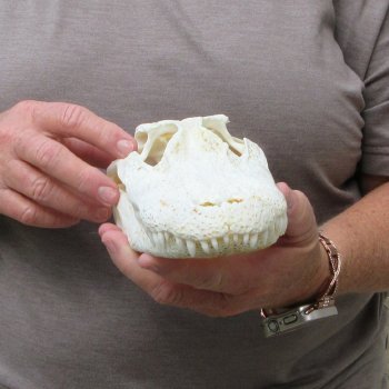 10" Alligator Skull 