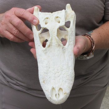 10" Alligator Skull 