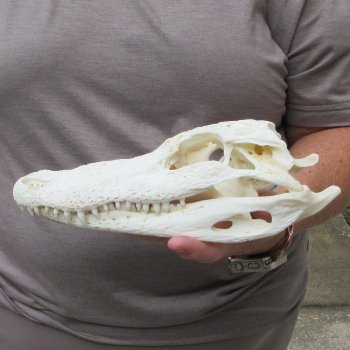 10" Alligator Skull 
