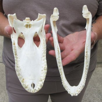 10" Alligator Skull 