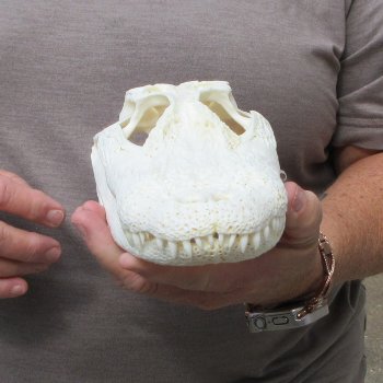 9-3/4" Alligator Skull 