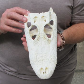 9-3/4" Alligator Skull 