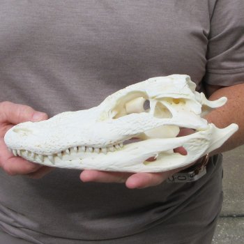9-3/4" Alligator Skull 