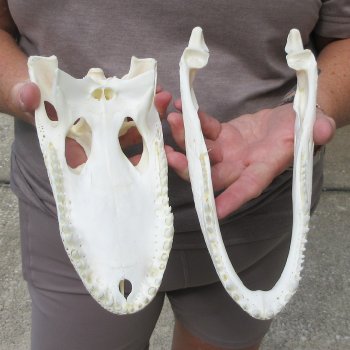 9-3/4" Alligator Skull 