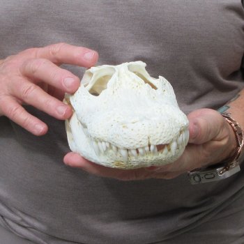 9-1/2" Alligator Skull 