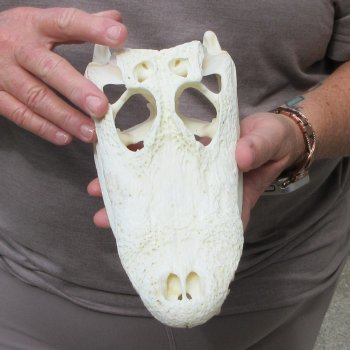 9-1/2" Alligator Skull 