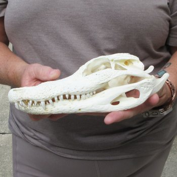 9-1/2" Alligator Skull 