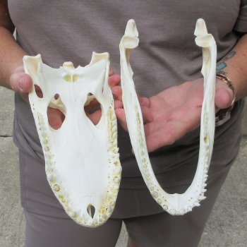 9-1/2" Alligator Skull 
