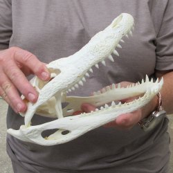 10" B-Grade Alligator Skull 