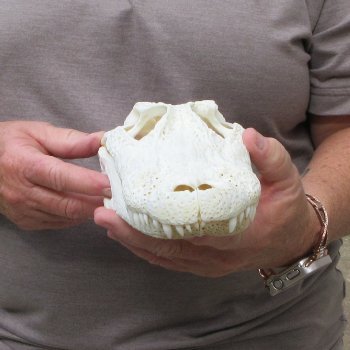 10" B-Grade Alligator Skull 