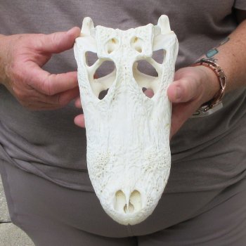 10" B-Grade Alligator Skull 