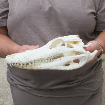 10" B-Grade Alligator Skull 