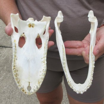 10" B-Grade Alligator Skull 