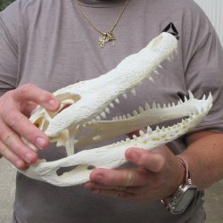 10" Alligator ...