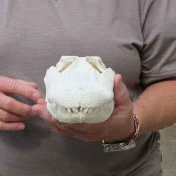 10" Alligator Skull 