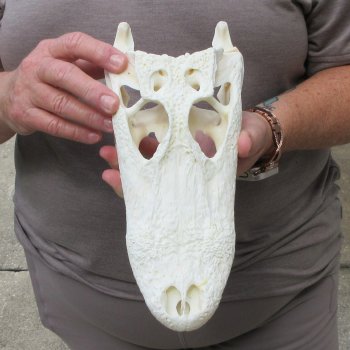 10" Alligator Skull 