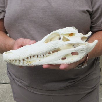 10" Alligator Skull 