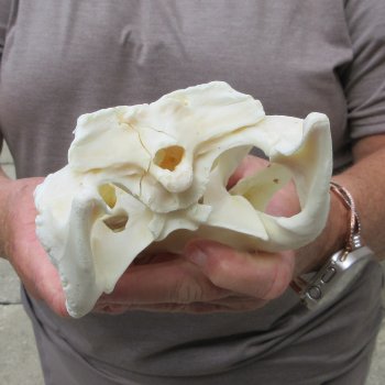 10" Alligator Skull 