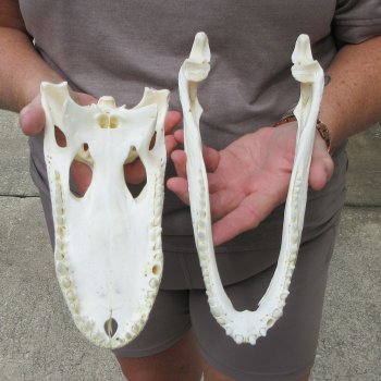 10" Alligator Skull 