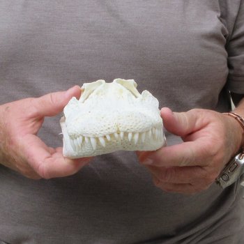 9-1/2" Alligator Skull 