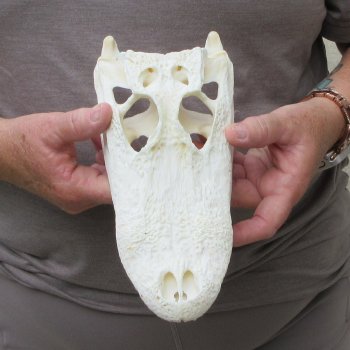 9-1/2" Alligator Skull 