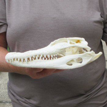 9-1/2" Alligator Skull 