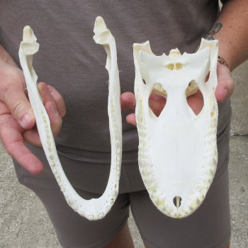 9-1/2" Alligator Skull 